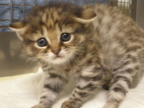 PETA Versus Greenpeace: The Looming War Over Kittens